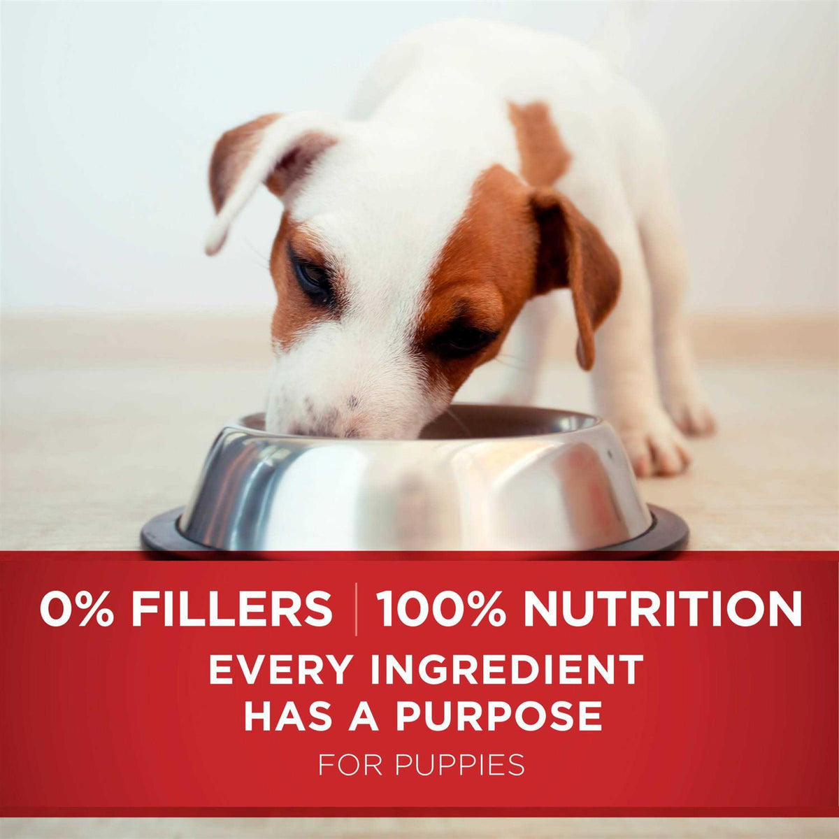 Dry Dog Food Z4851
