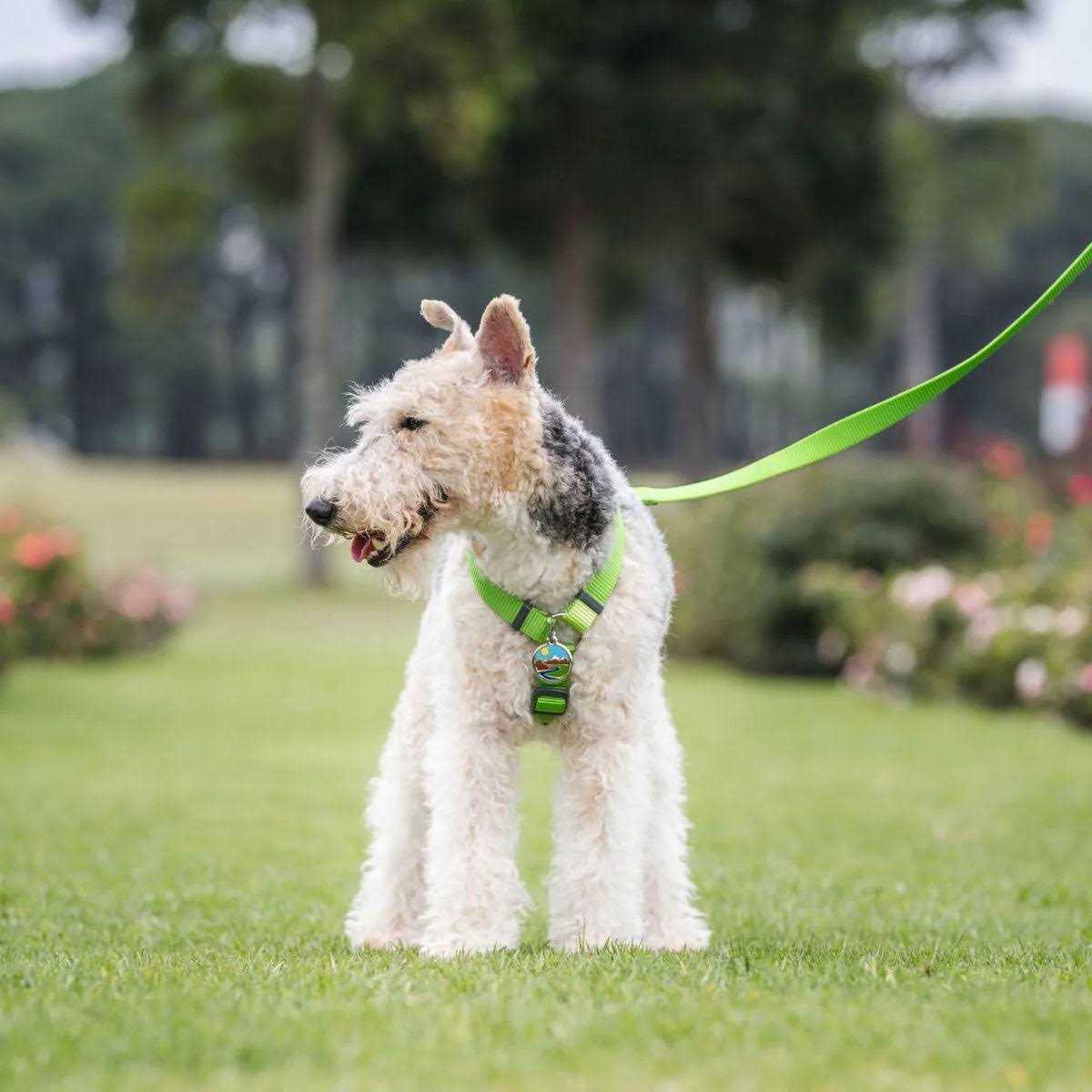 Enamel Pet ID Tag J98356