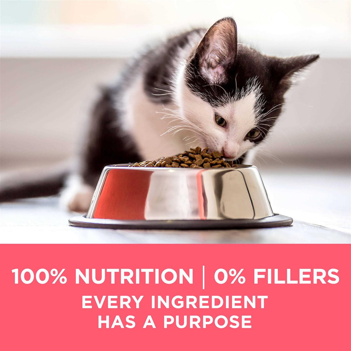 Kitten Dry Food P37737