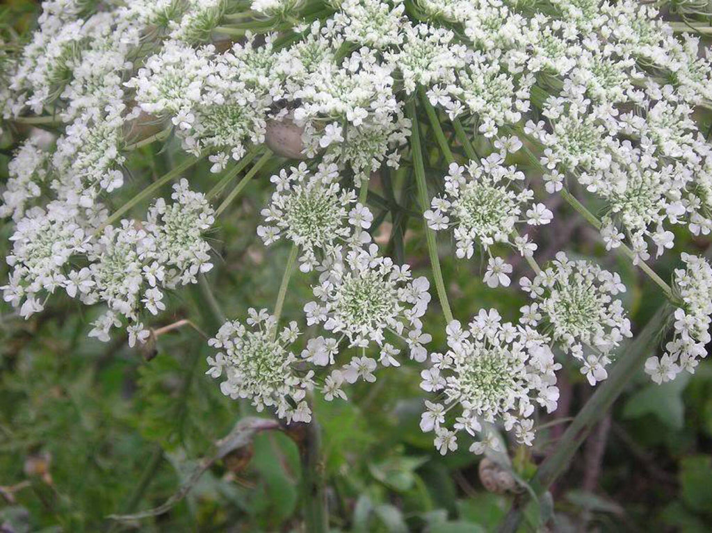 False Queen Annes Lace Seeds R352937