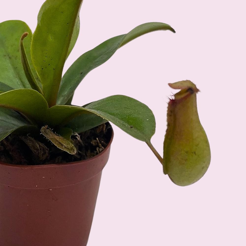 Winged Pitcher Plant in 2 inch Pot P444303