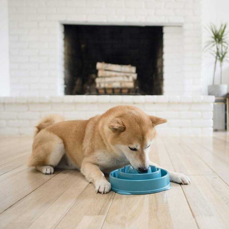 Slow Dog Bowl E3953