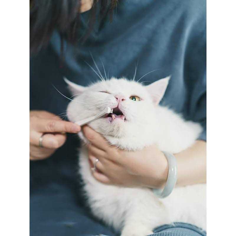 Toothbrush Micro Head for Cats E4273