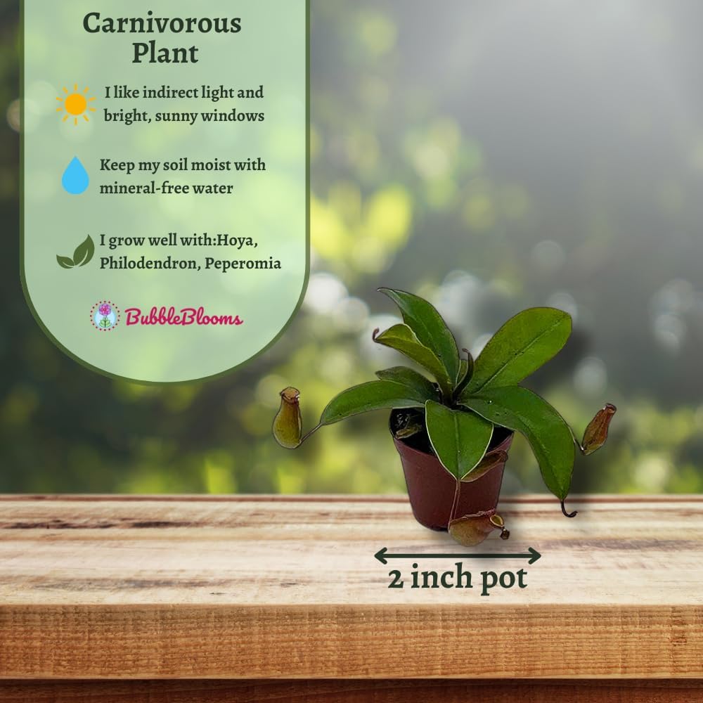 Winged Pitcher Plant in 2 inch Pot P444303