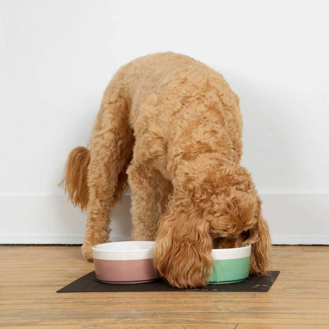 Dog Placemat P202