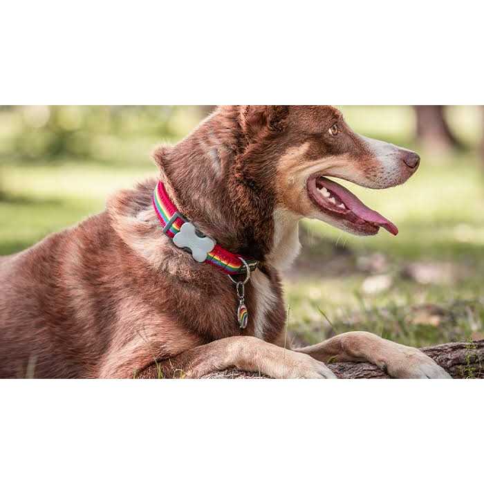 Enamel Pet ID Tag J98356