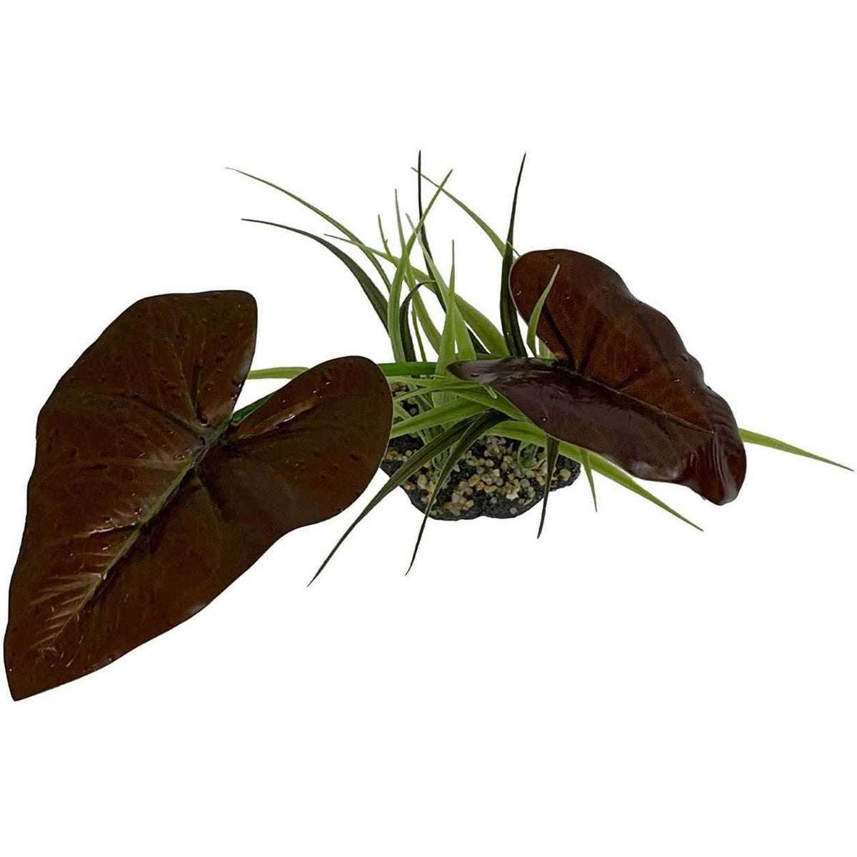Canopy Plant K62380