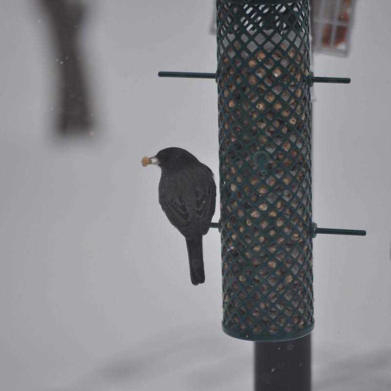 Peanut Suet Nuggets V515687