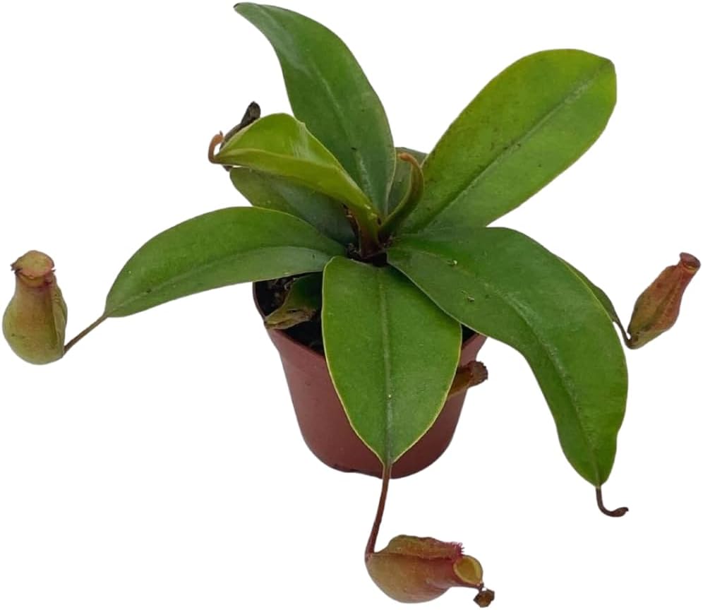 Winged Pitcher Plant in 2 inch Pot P444303