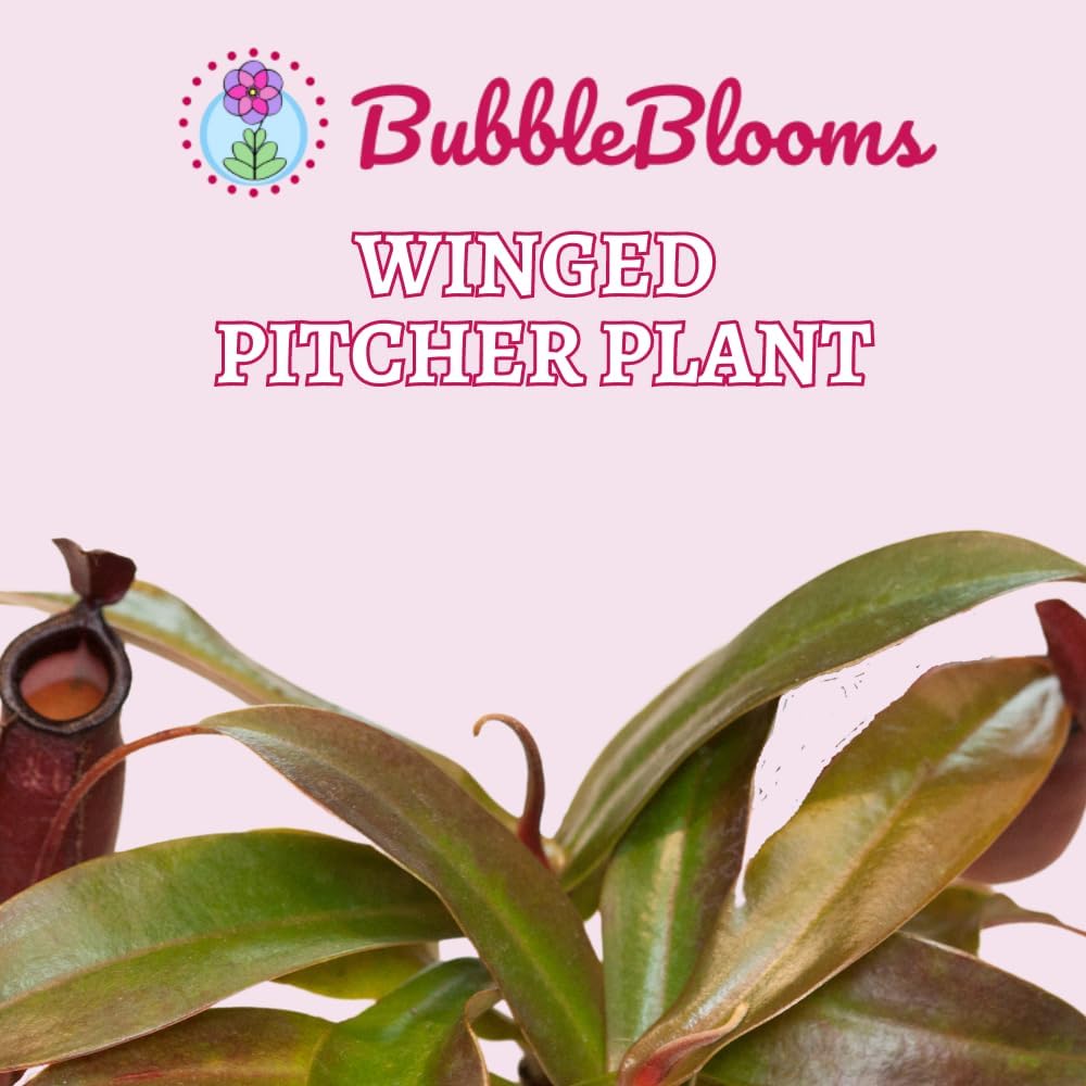 Winged Pitcher Plant in 2 inch Pot P444303