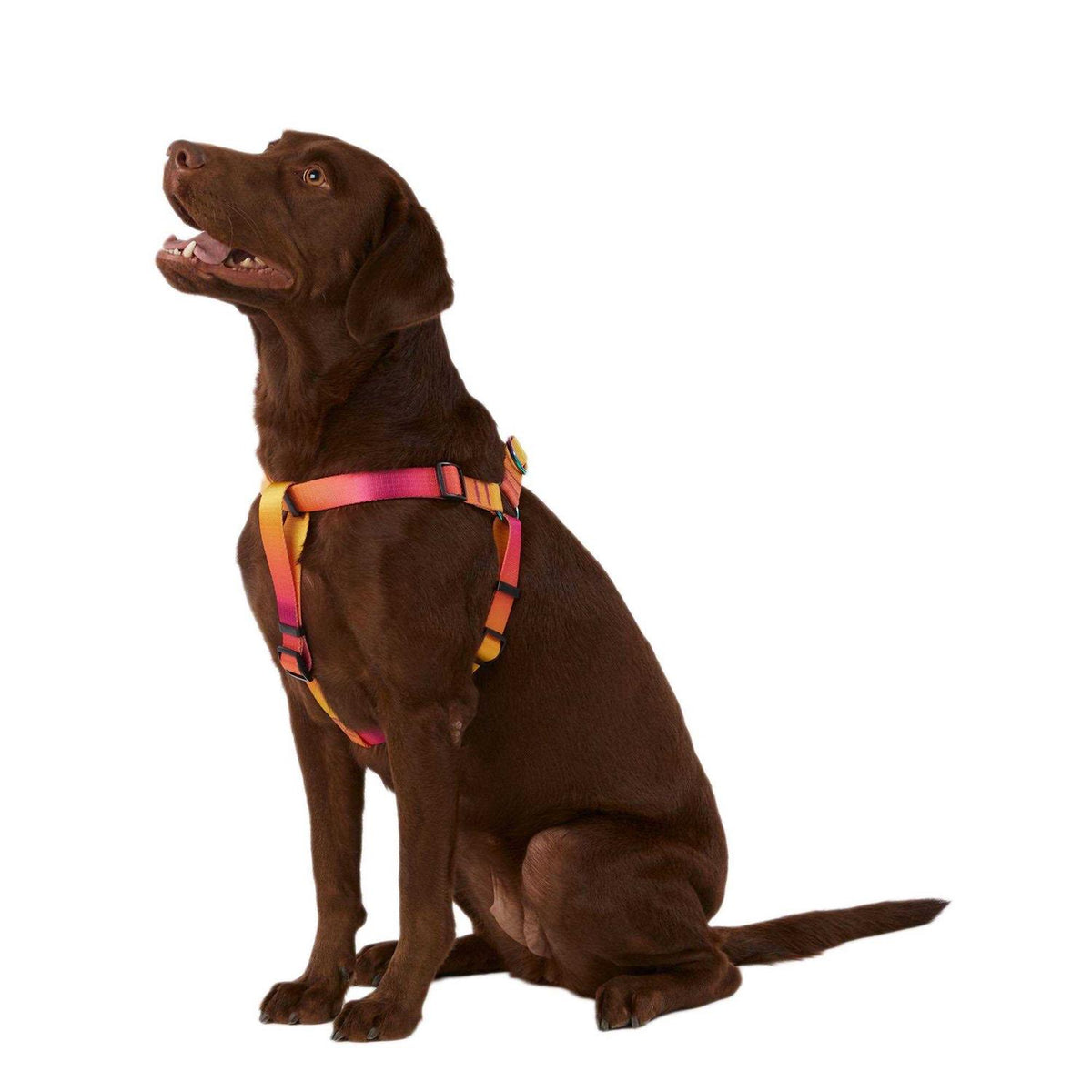 Dog Harness F631