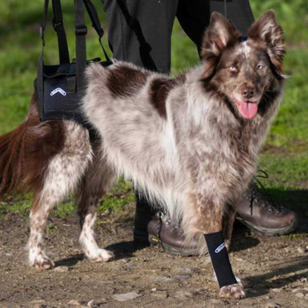 Support Harness F85243