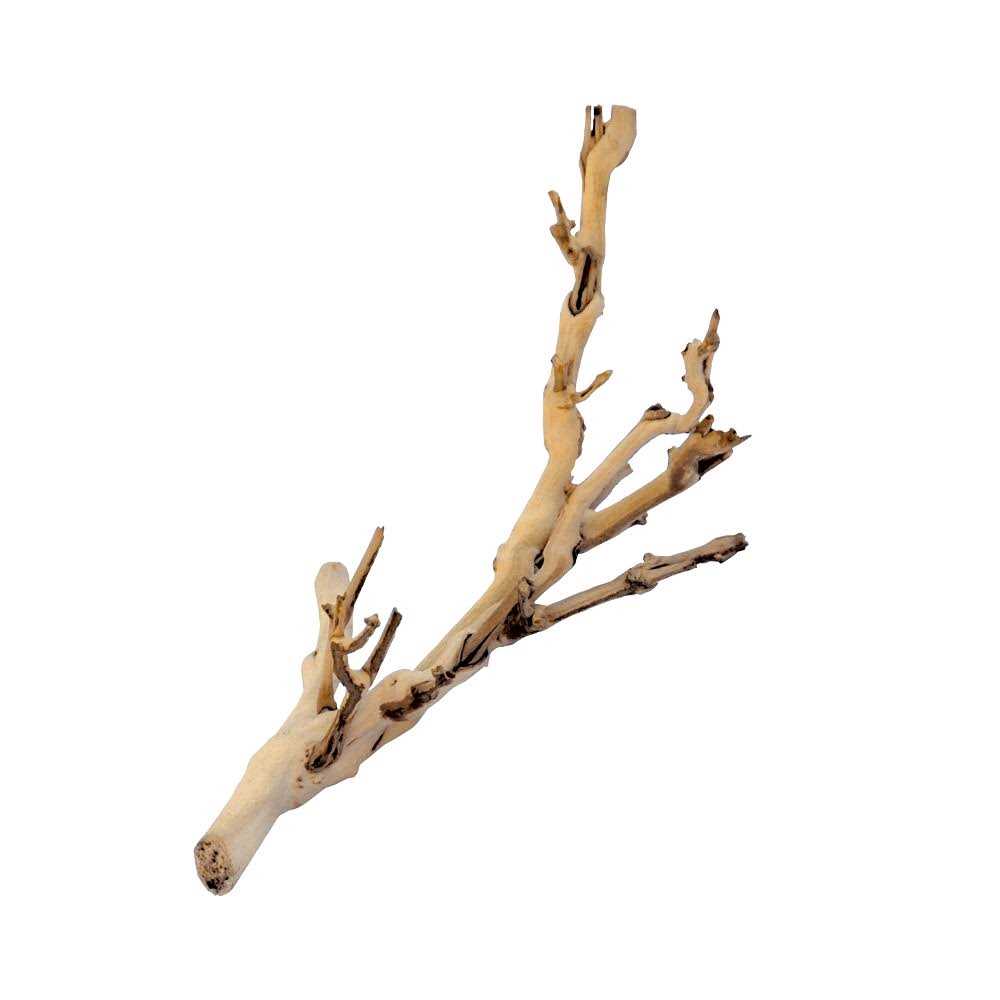 Forest Branch M2185