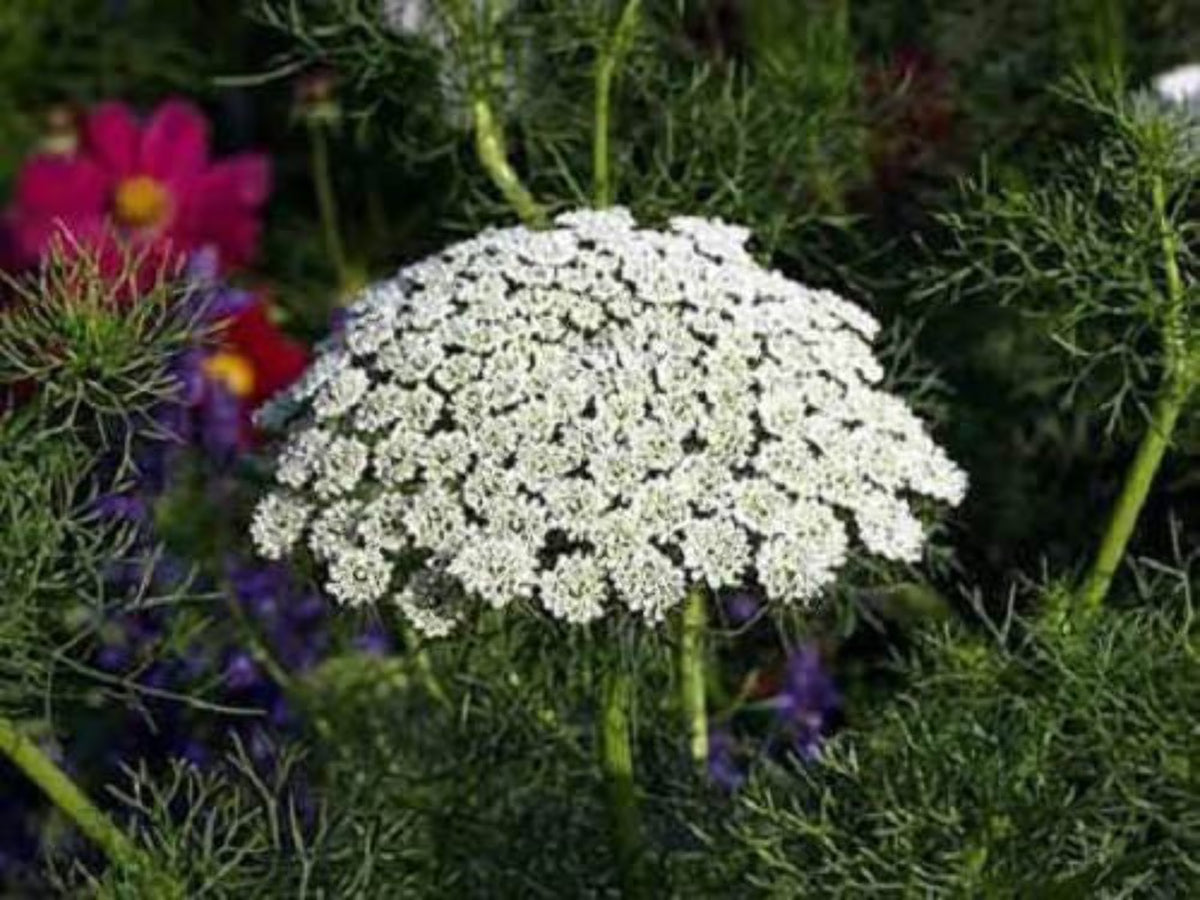 False Queen Annes Lace Seeds R352937