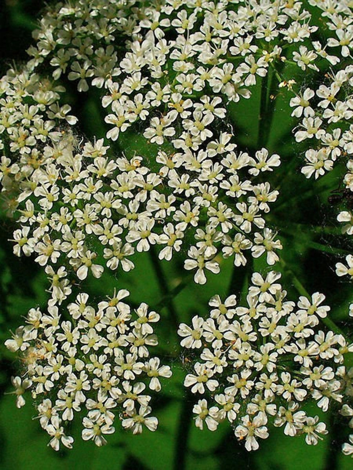 False Queen Annes Lace Seeds R352937