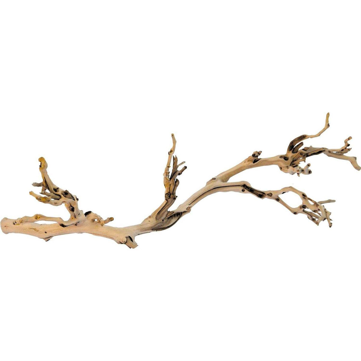 Forest Branch M2185